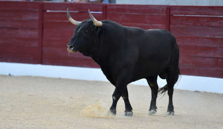 a strong bull on the spectacle of bullfightの写真素材