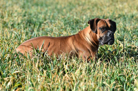 boxer running on the green fieldの写真素材