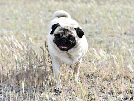 pug dog on the fieldの写真素材