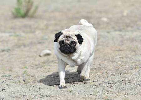 pug dog on the fieldの写真素材