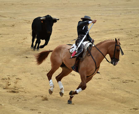 bullfighting with horse in spain with strong bullのeditorial素材
