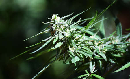 a marijuana plant for medicinal useの写真素材