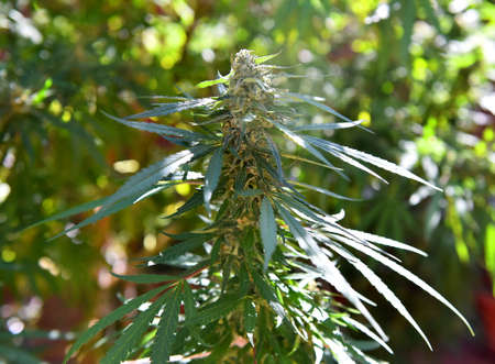 a marijuana plant for medicinal use