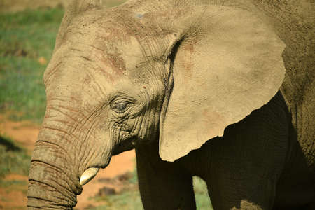 a huge elefant on africa