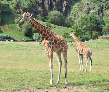 a long giraffe in the safariの写真素材