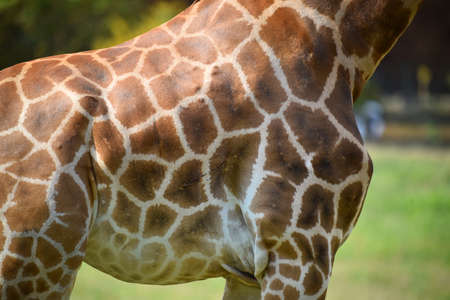 a long giraffe in the safariの写真素材
