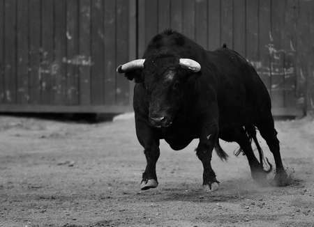 a black bull with big horns on spainの写真素材