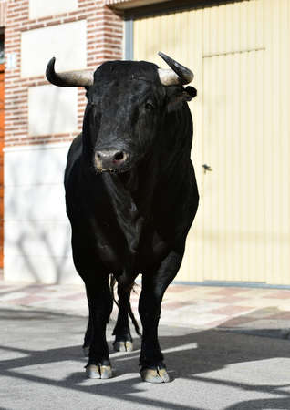 a black bull with big horns on spain