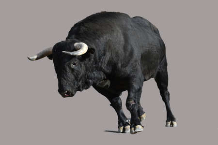 spanish bull with big horns on spainの写真素材