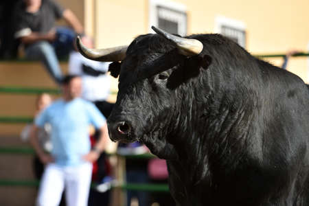 spanish bull with big horns on spainの写真素材