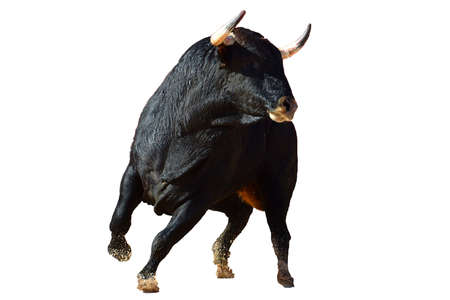 an aggressive bull with big horns on the traditional spectacle of bullfightの写真素材
