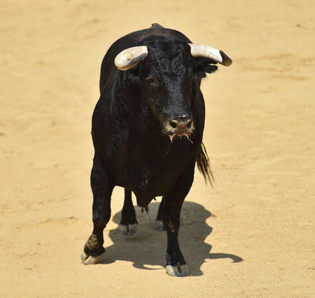 a powerful bull on spain in the traditional spectacle of bullfight on spainの写真素材