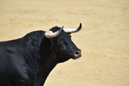 a powerful bull on spain in the traditional spectacle of bullfight on spainの写真素材