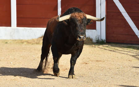 spanish black bull with big horns on the spanish bullring in a traditional spectacle of bullfightの写真素材
