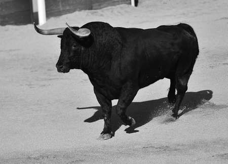 black bull with big horns on spain in the traditional spectacle of bullfightの写真素材