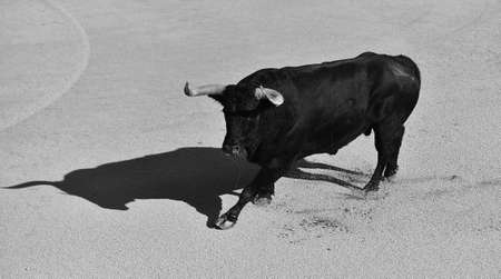 black bull with big horns on spain in the traditional spectacle of bullfightの写真素材