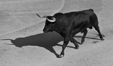 black bull with big horns running on spanish bullring in a traditional spectacle of bullfightの写真素材