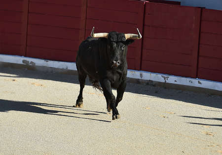 strong bull with big horns on spainの写真素材