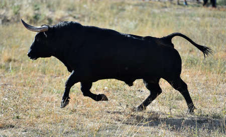 strong bull with big horns on spain