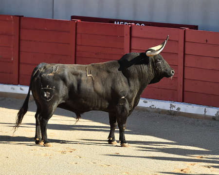 black bull with big horns on spain