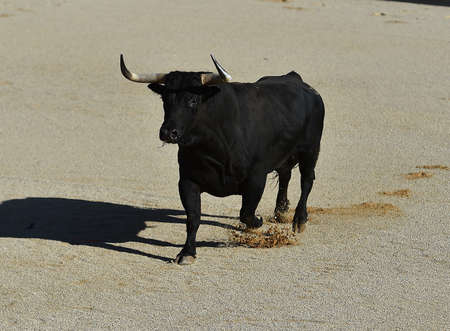 a black bull with big horns on spainの写真素材