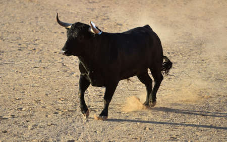 spanish bull with big horns on the bullring on spectacle of bullfightの写真素材