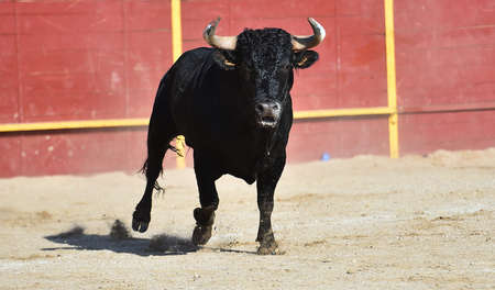 spanish powerful bull with big hornsの写真素材