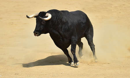 spanish powerful bull with big hornsの写真素材