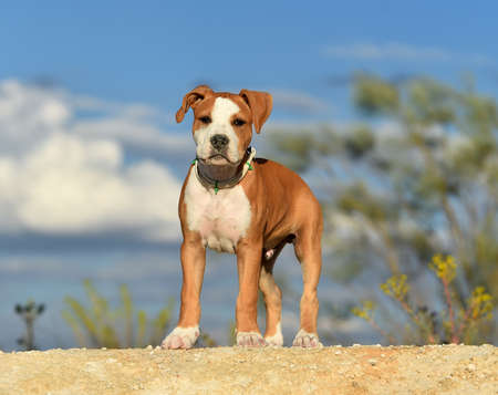 a baby pitbull in the fieldの写真素材