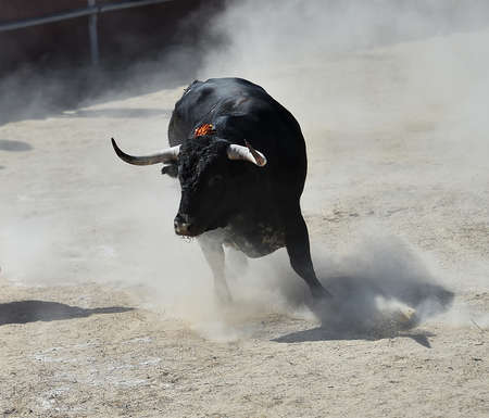spanish powerful bull with big horns running on a traditional spectacle of bullfightの写真素材