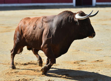 a strong bull with big horns on the spanish bullring in a traditional spectacle of bullfightの写真素材