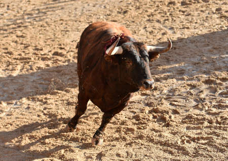 big bull on traditional spectacle of bullfight in spain