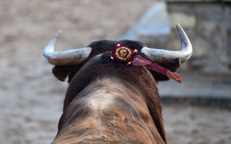 big bull on traditional spectacle of bullfight in spainの写真素材