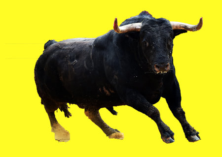 spanish bull running in spanish bullring