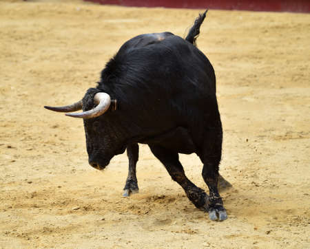 spanish black bull with big horns on the bullring on a traditional spectacle of bullfightの写真素材