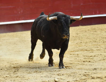 spanish black with big hornsの写真素材