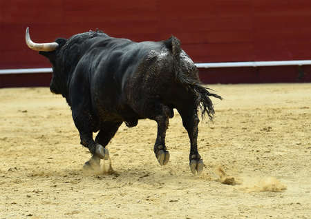 black bull with big horns on the spanish bullringの写真素材