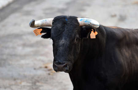 spanish bull with big horns on spanish bullringの写真素材