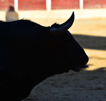 fighting bull with big horns on the spanish bullring