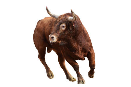 fighting bull with big horns on the spanish bullring in a traditional spectacle of bullfightの写真素材