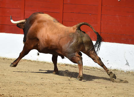 fighting bull on the spanish bullring