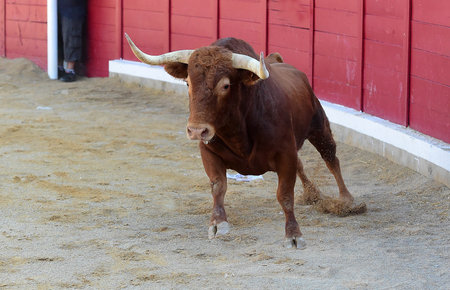 bull on the traditional spectacle of bullfight in spainの写真素材
