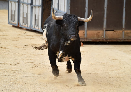 a  great bull with big horns in the spanish bullring