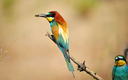 A nice bee-eater with many colors on a tree branch on Spain