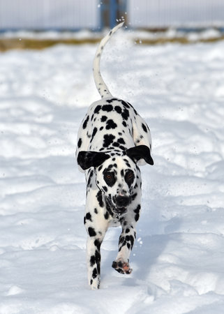 a lovely dalmatian dog running in the snowの写真素材