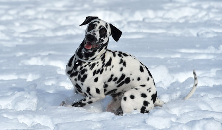 a lovely dalmatian dog running in the snowの写真素材