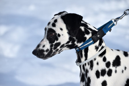 a lovely dalmatian dog running in the snowの写真素材