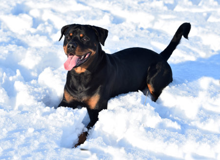 a strong rottweiler in the snowの写真素材