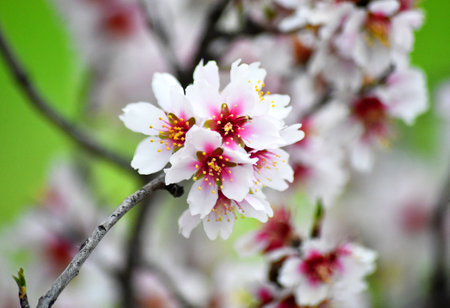 an almond blossom in springの写真素材