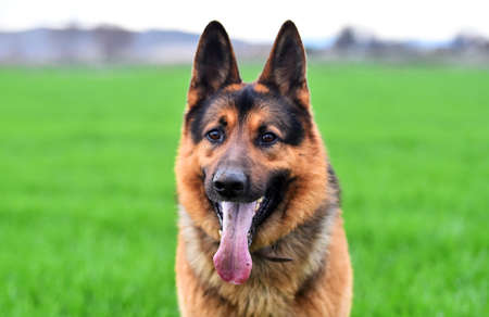 a strong german shepherd in a green fieldの写真素材